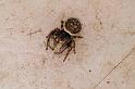 Simaetha_thoracica_D7874_Z_88_North Stradbroke island_Australie